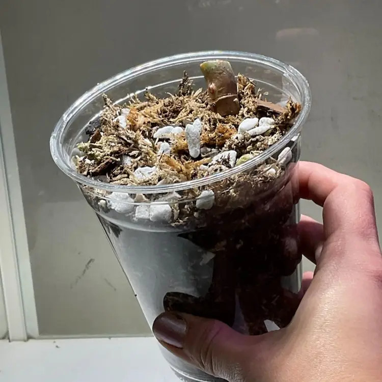 NODE - White Princess Aurea Tricolor