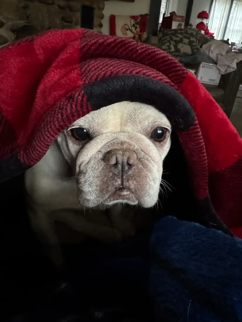 Livestream thumbnail