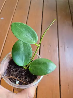 Hoya MB1414 Dark Form