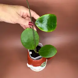 ‘Ghost 👻 Fairy (MB1034-505)