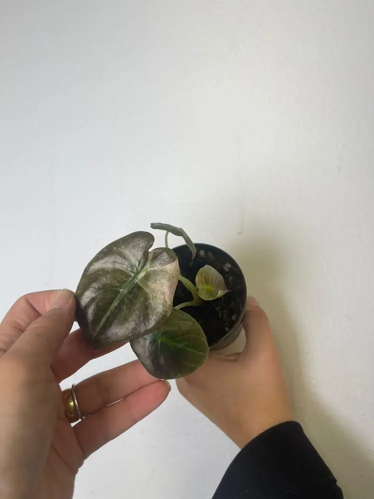 Alocasia Cuprea variegated 3”