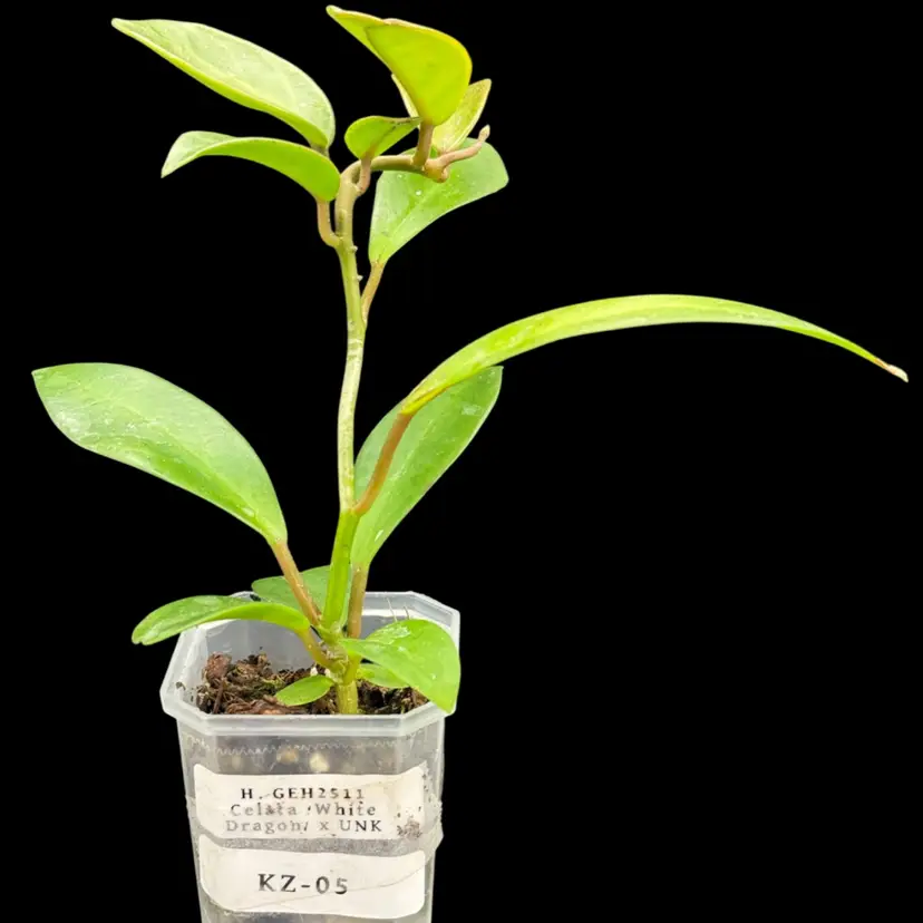 H. GEH2511 KZ-05 (cleata âWhite Dragonâ x UNK)