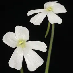 SEEDS Ping. moranensis alba x self