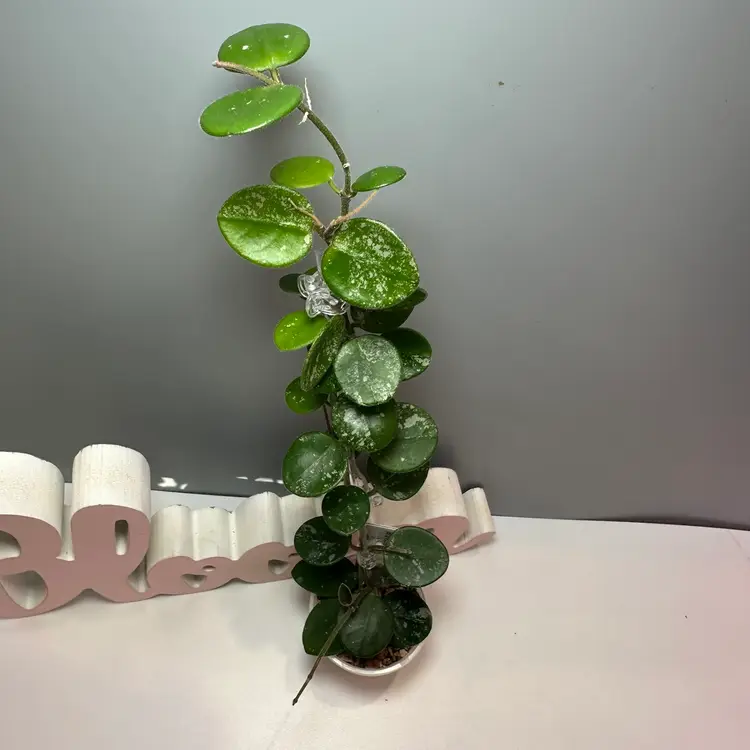 80 Mathilde (splash)