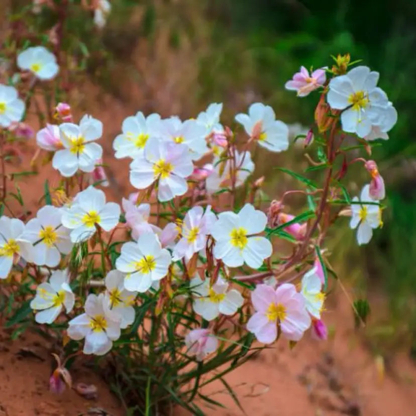 Pale Evening Primrose flower seeds