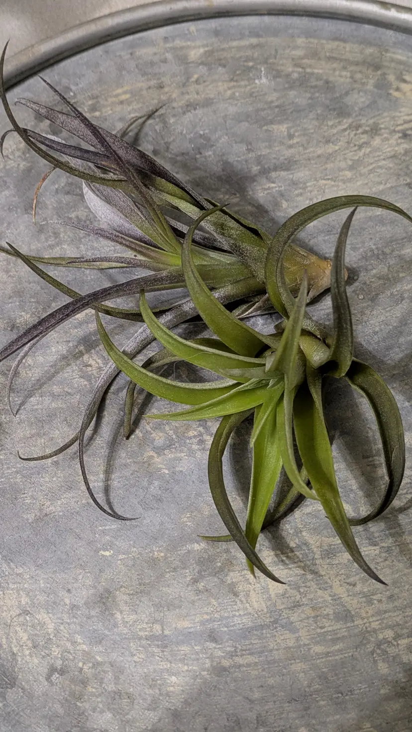 Tillandsia Peach Air Plant