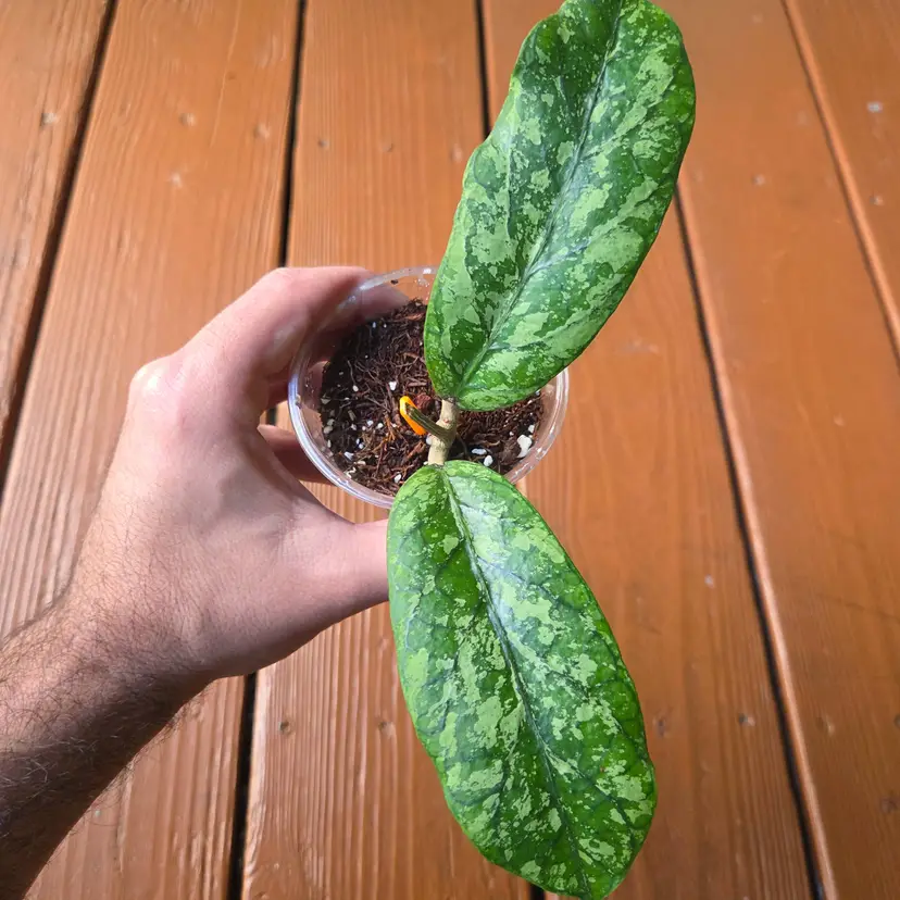 Hoya sp. Kapi Mountain