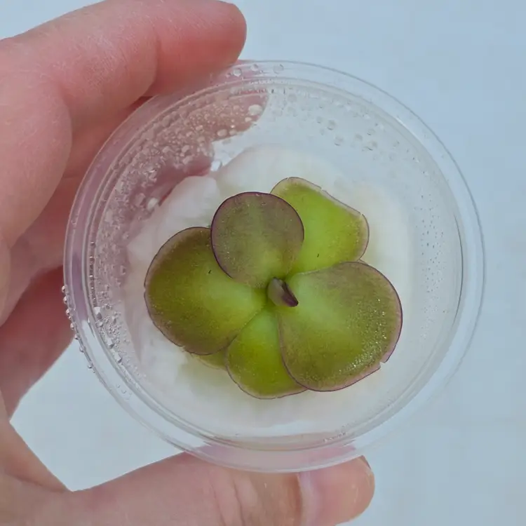 SC-36-3L Pinguicula mirandae x potosiensis clone 3L