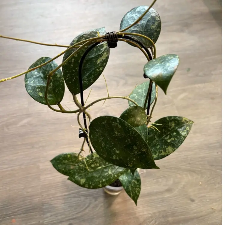 Hoya MA 06 sp Anjuk Ladang