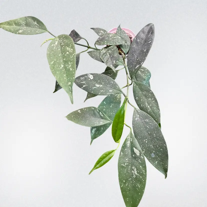 HOYA MULTIFLORA (MINI, SPLASH)