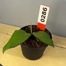 286 Hoya Fitchii x Fusco Marginata