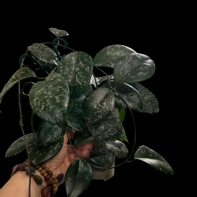 038JT-Fungii X Pubicalyx One Node 2 Leaf Cutting. 
 (2024)year I Got Cutting.