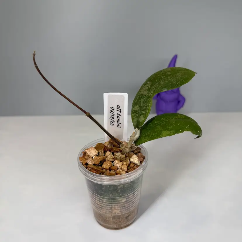 I08 aff Lambii Splash