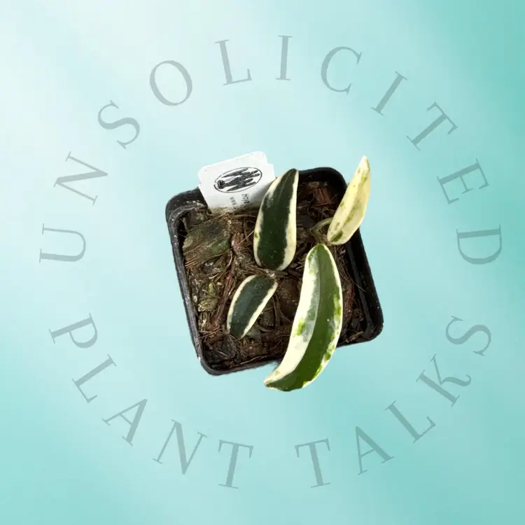 PS0764 - Hoya lyi ‘Prism’ (pink)