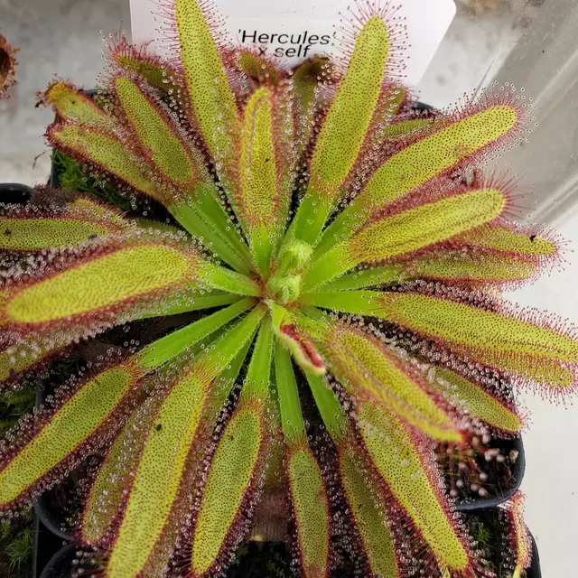 CARNIVOROUS PLANTS