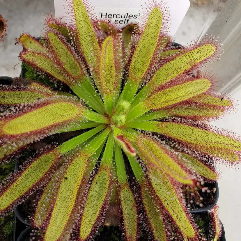 SEEDS- Drosera "Hercules x self"
