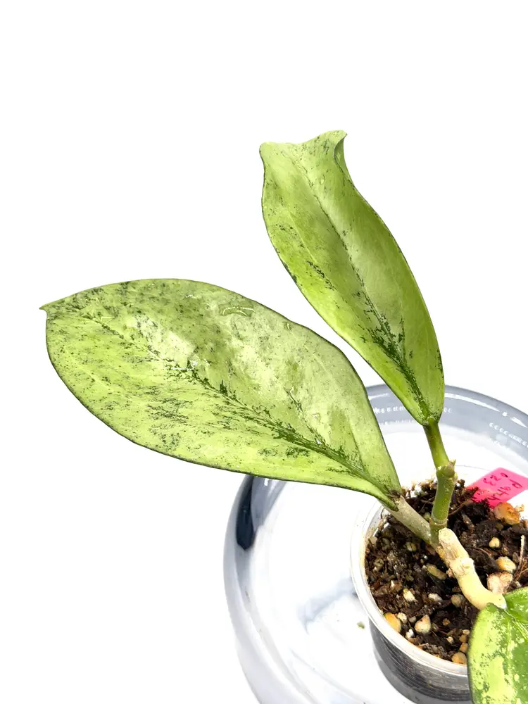 Hoya patcharawalai silver/splash + Bonus Cutting