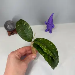 T35 Aceh ‘Splash Lady’ Rooted Cutting