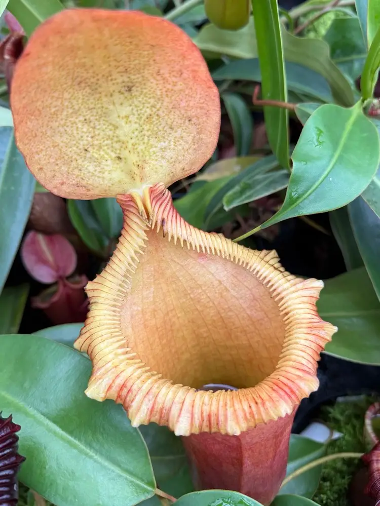 Nepenthes Auctions 🌱
