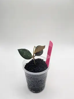Hoya rosita x memoria