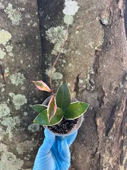 1039 | 3.5” Hoya Carnosa Purple Pride