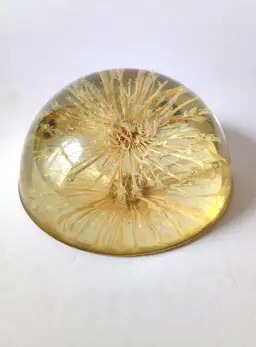 Vintage Resin Dandelion Paperweight