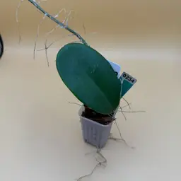 0235 Kerrii X Meliflua