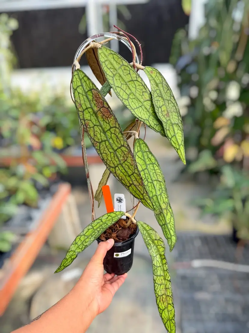 PS0263 - Trellised Hoya clemensiorum (skinny, long leaves)