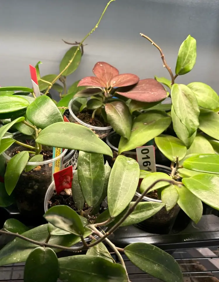 Special Co-host  Chelsea Chaotic Plant Girl Energy ×2