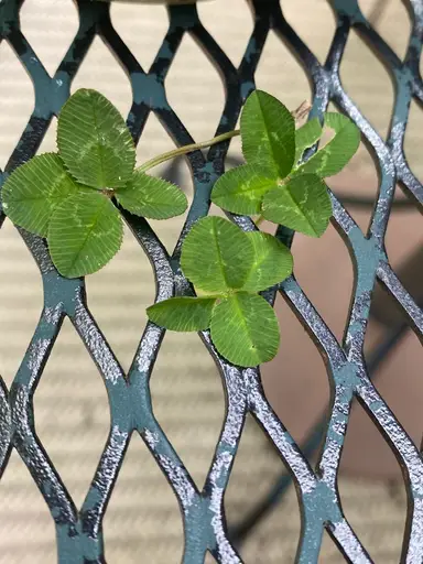 Shop The Shelves, New Item & BIN