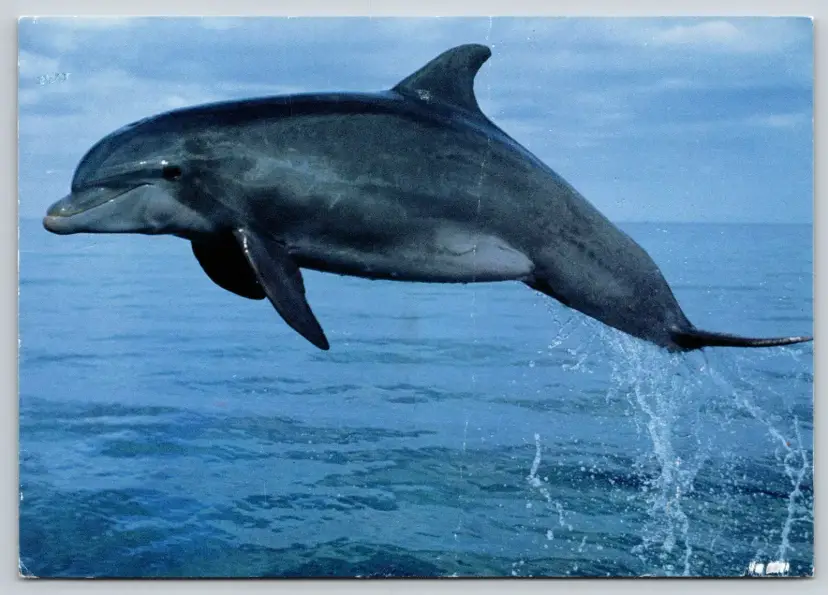 Postcard Leaping Atlantic Bottlenose Dolphins Marine Ocean - 4186