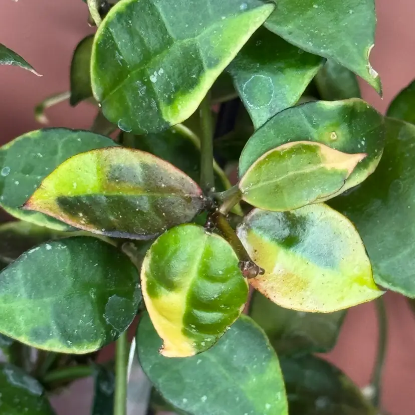 Lacunosa Asami