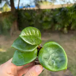 Hoya Chelsea