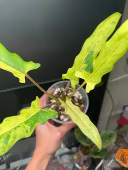 CORM Lauterbachiana Variegated