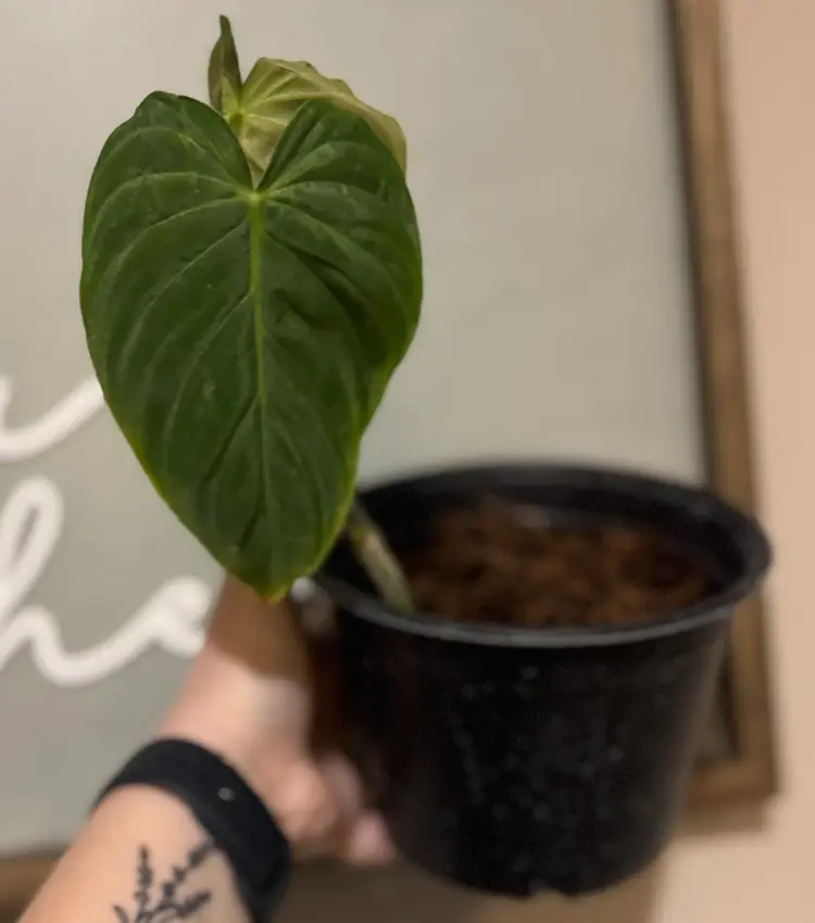 Philodendron Splendid