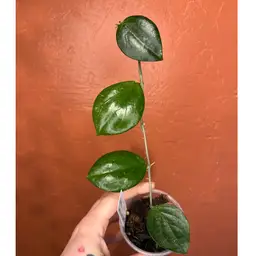 Hoya LP006 (erythrina x caudata)