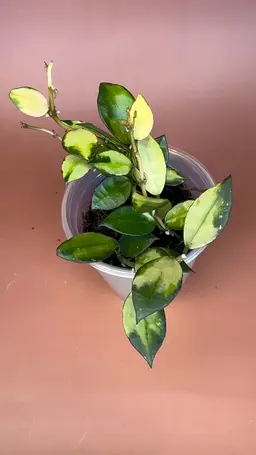 Lacunosa Plátano 🍌