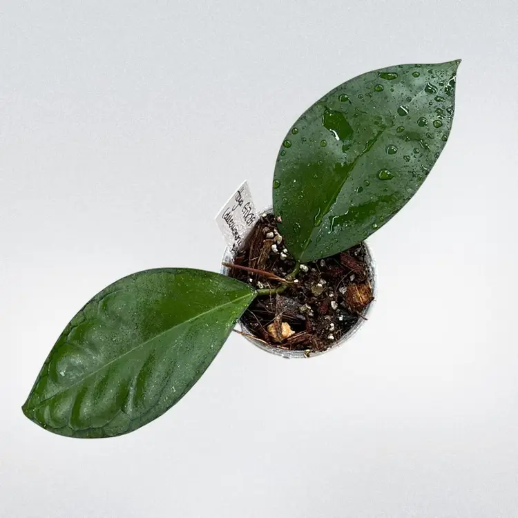 Hoya GTX89 (deleoniorum x Gunung Gading)