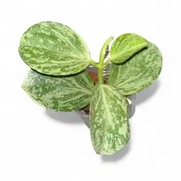 subquintuplinervis (pachyclada) splash