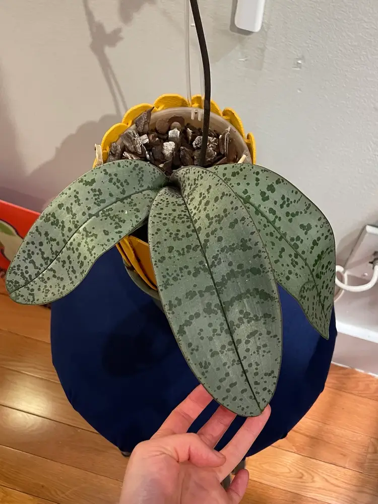 Phalaenopsis schilleriana super sliver orchid flowering