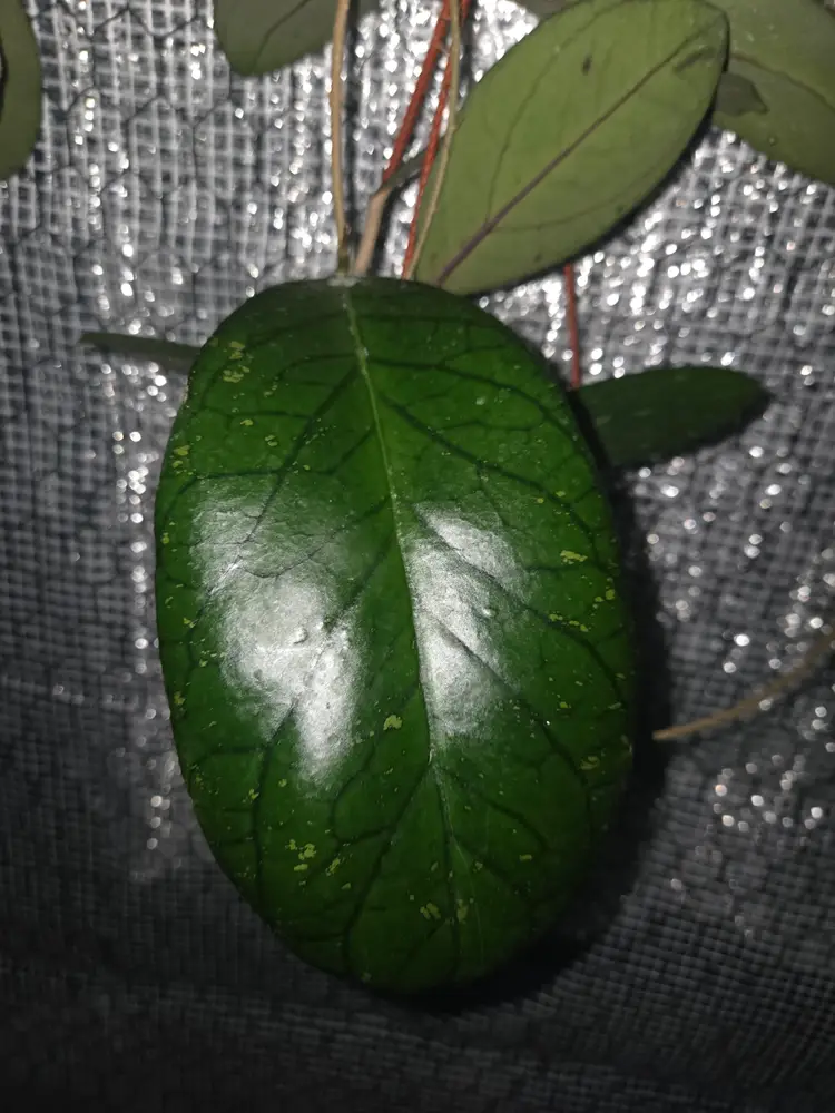 Hoya Tangammus purple flower