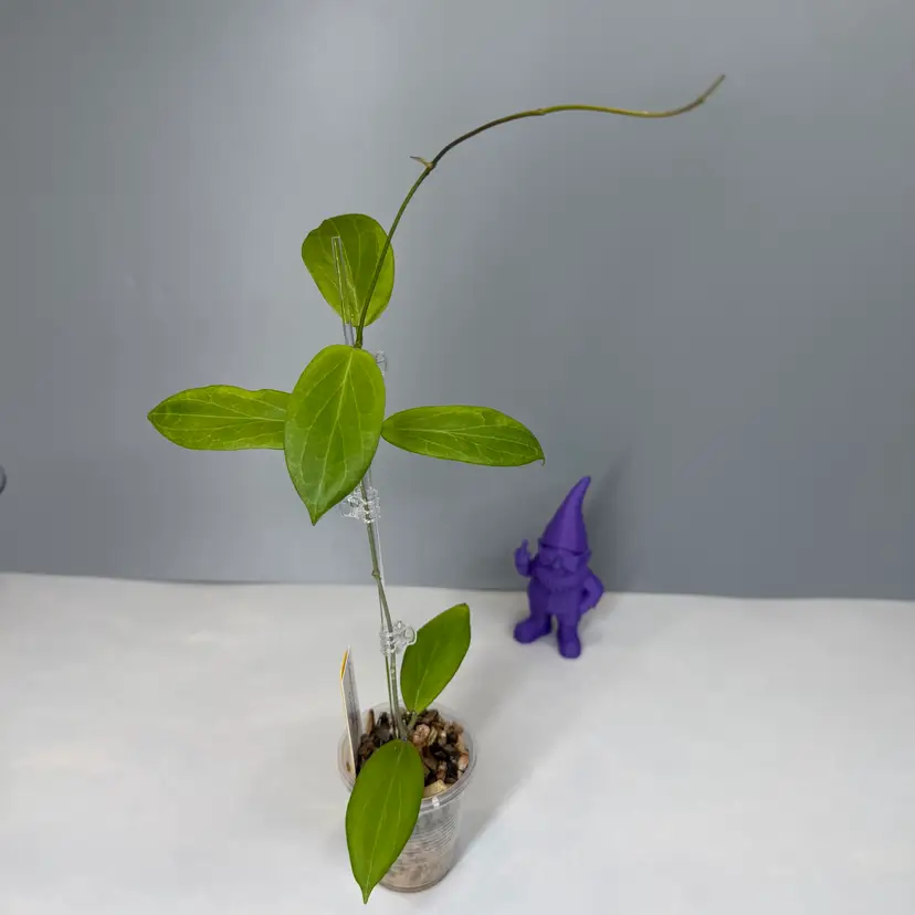 O12 Camphorifolia Pink