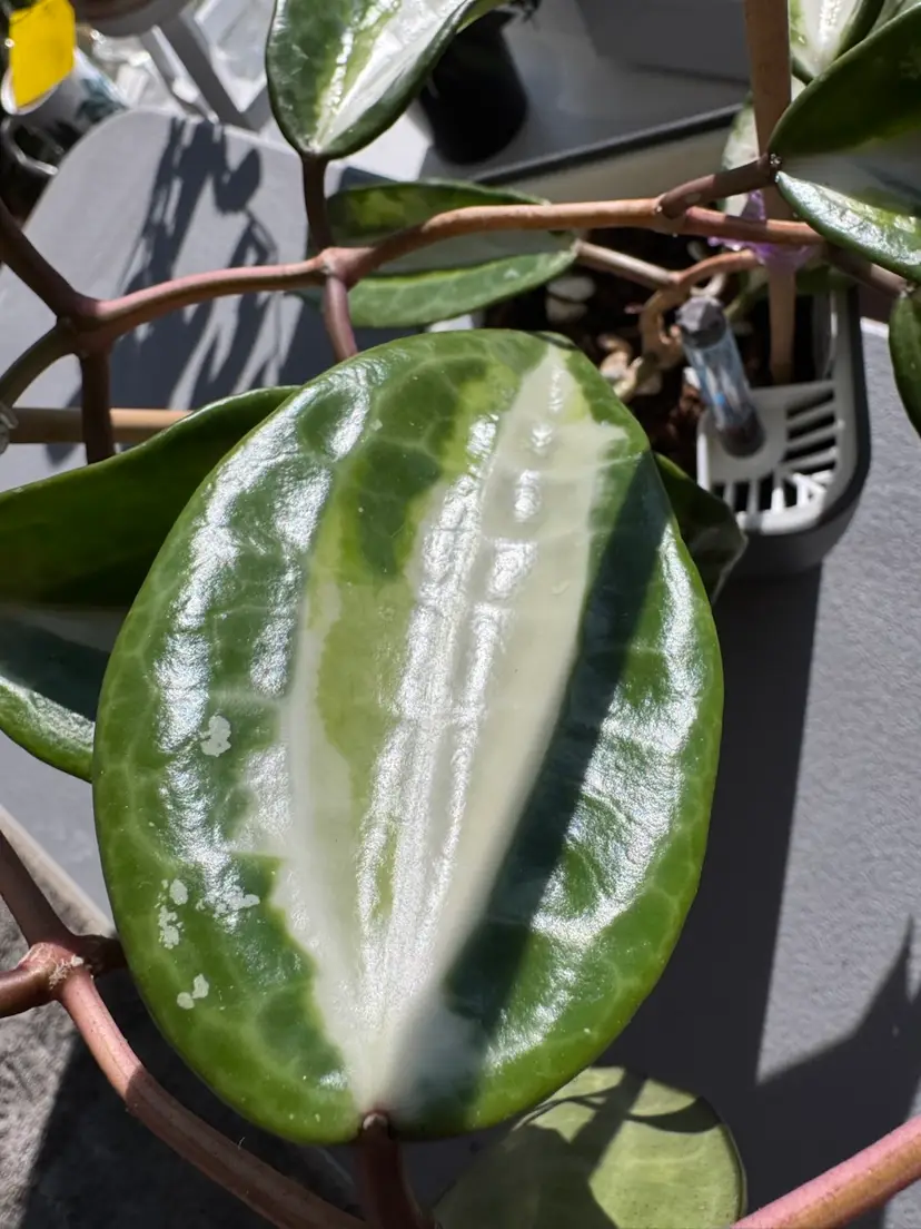 Queensy Latifolia 1 node fresh cut