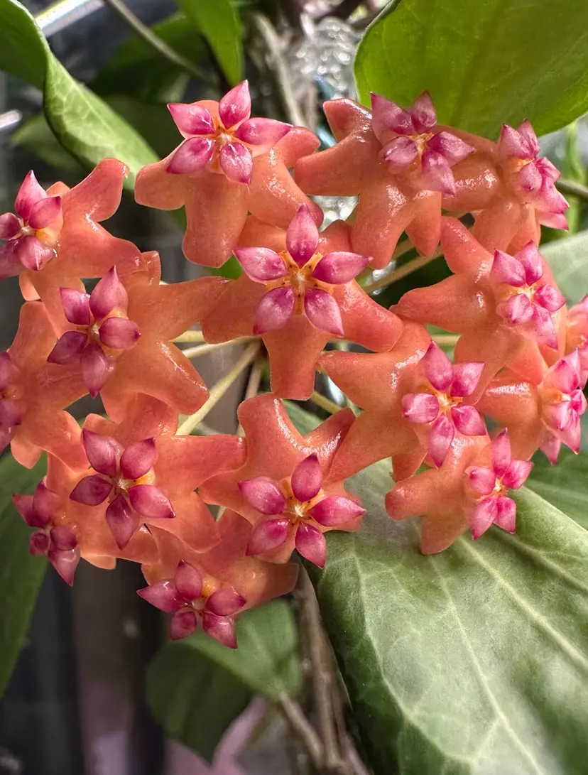 Livestream thumbnail