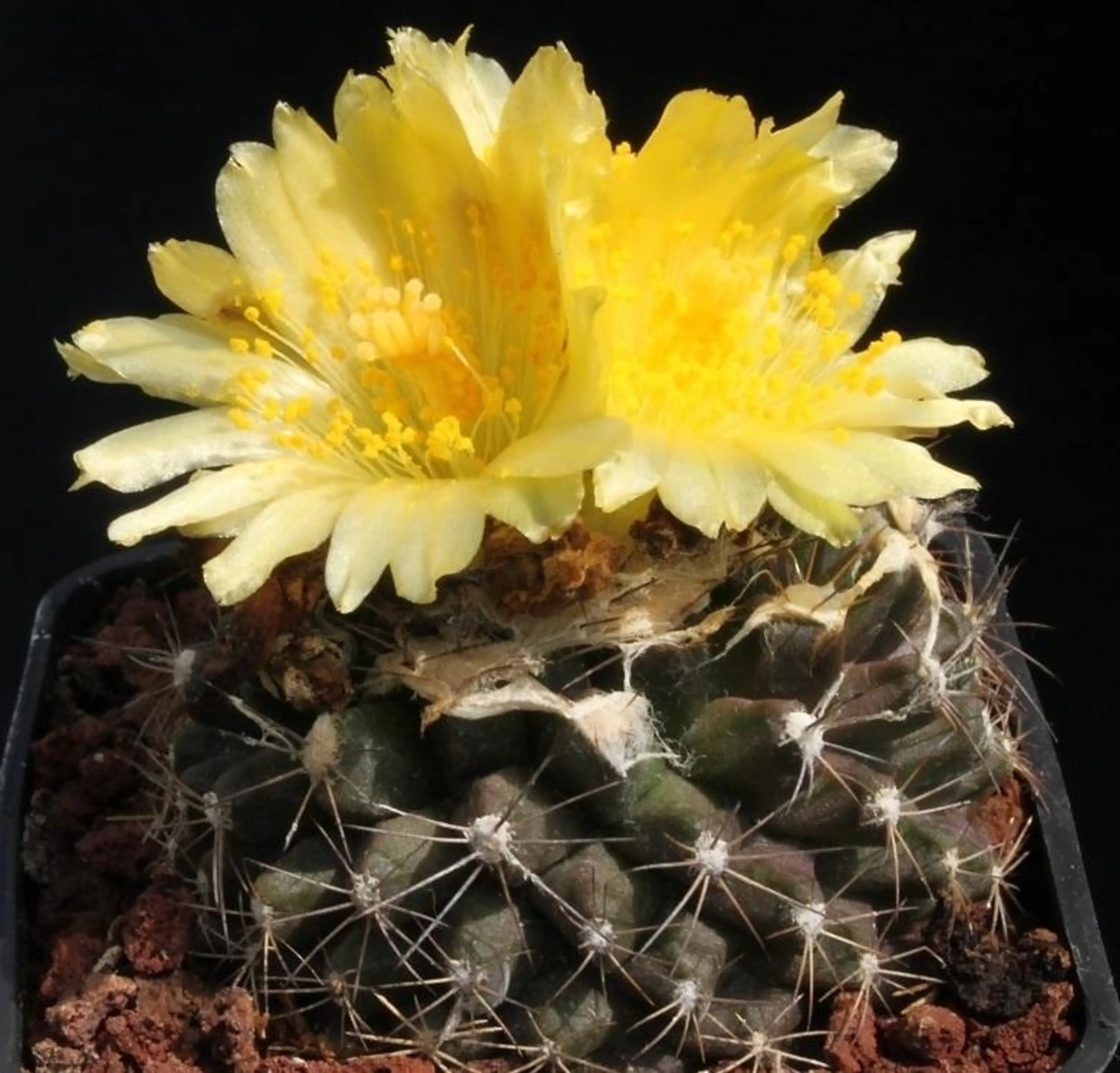 Image 1 of 2