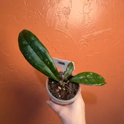 2028 Hoya clemensiorum (red leaves)