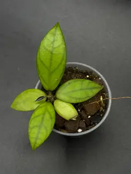 **SEEDLING** Hoya RHM25139 KZ-02 (Hoya April x Unk)
