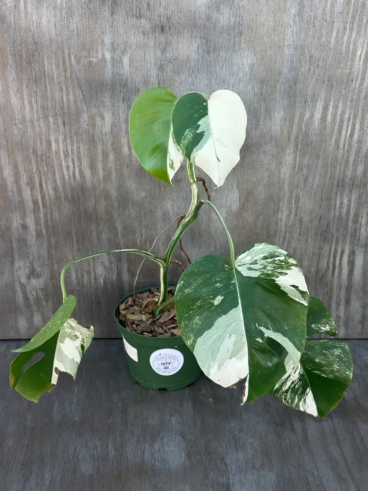 Monstera Borsigiana 'Albo' (16TFM03)