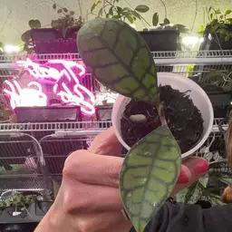 #1067 Hoya callistophylla sp. Tabalong (short leaf)