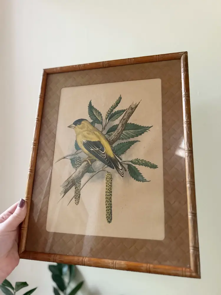 Vintage Yellow Finch Bird Print In Frame Wall Decor